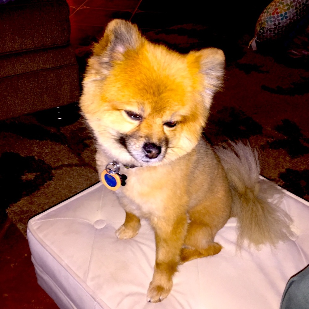 Meet your Posher, Mackenzie